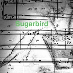 Sugarbird