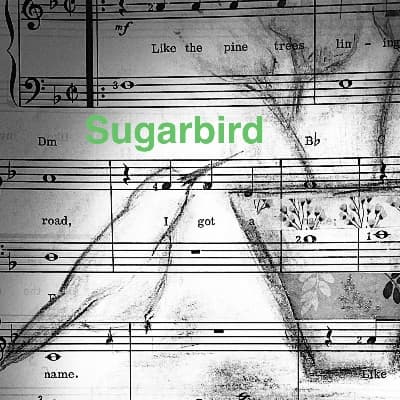 Sugarbird