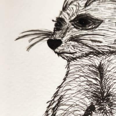 Meerkat & Monkshood Art
