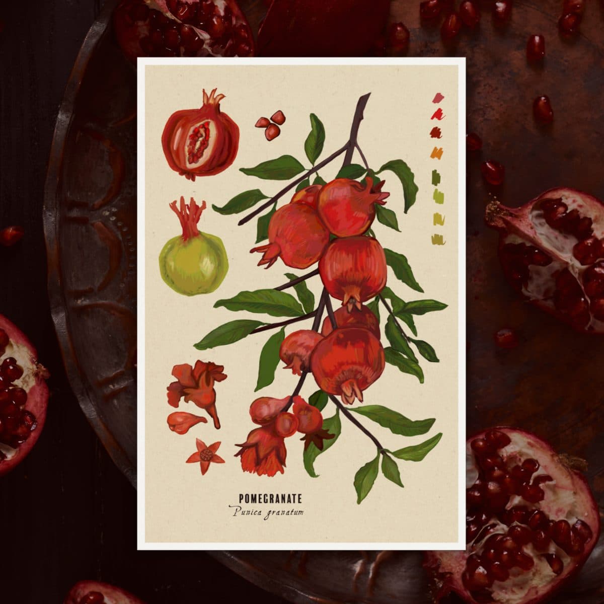Pomegranate Botanical Illustration Art Print