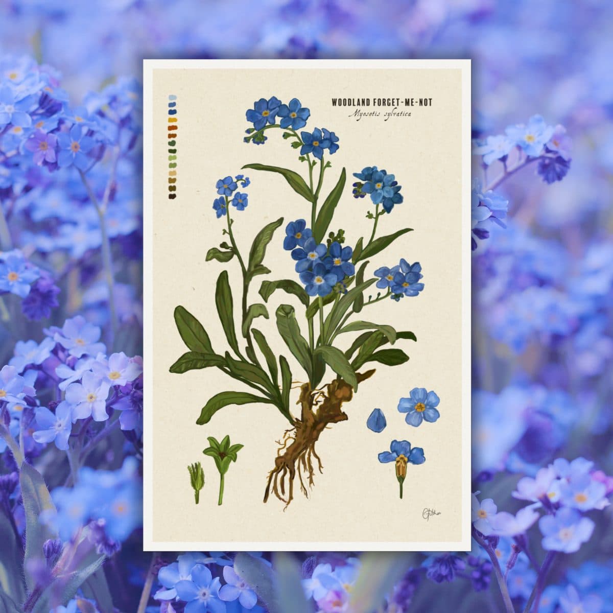Forget-me-not Botanical Illustration Art Print
