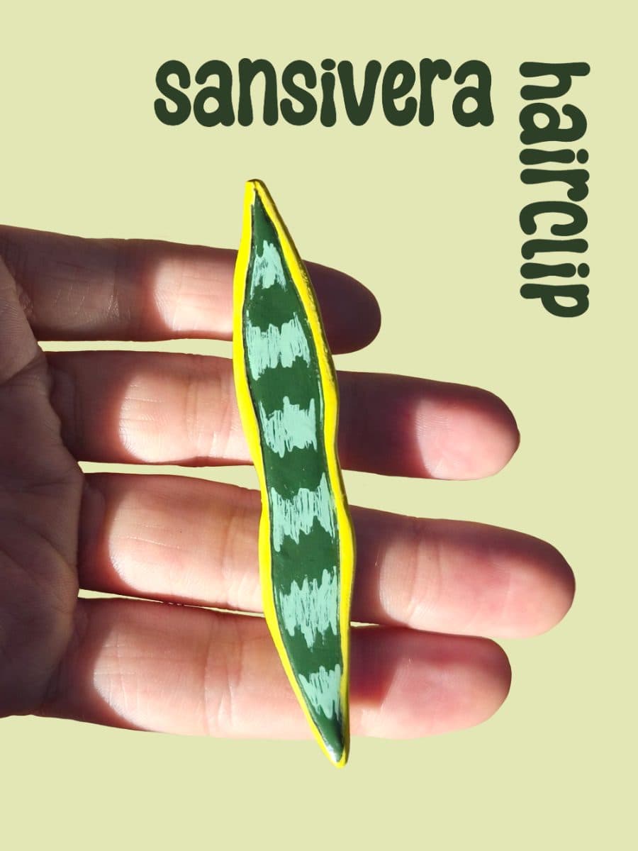 Sansivera Laurenetii