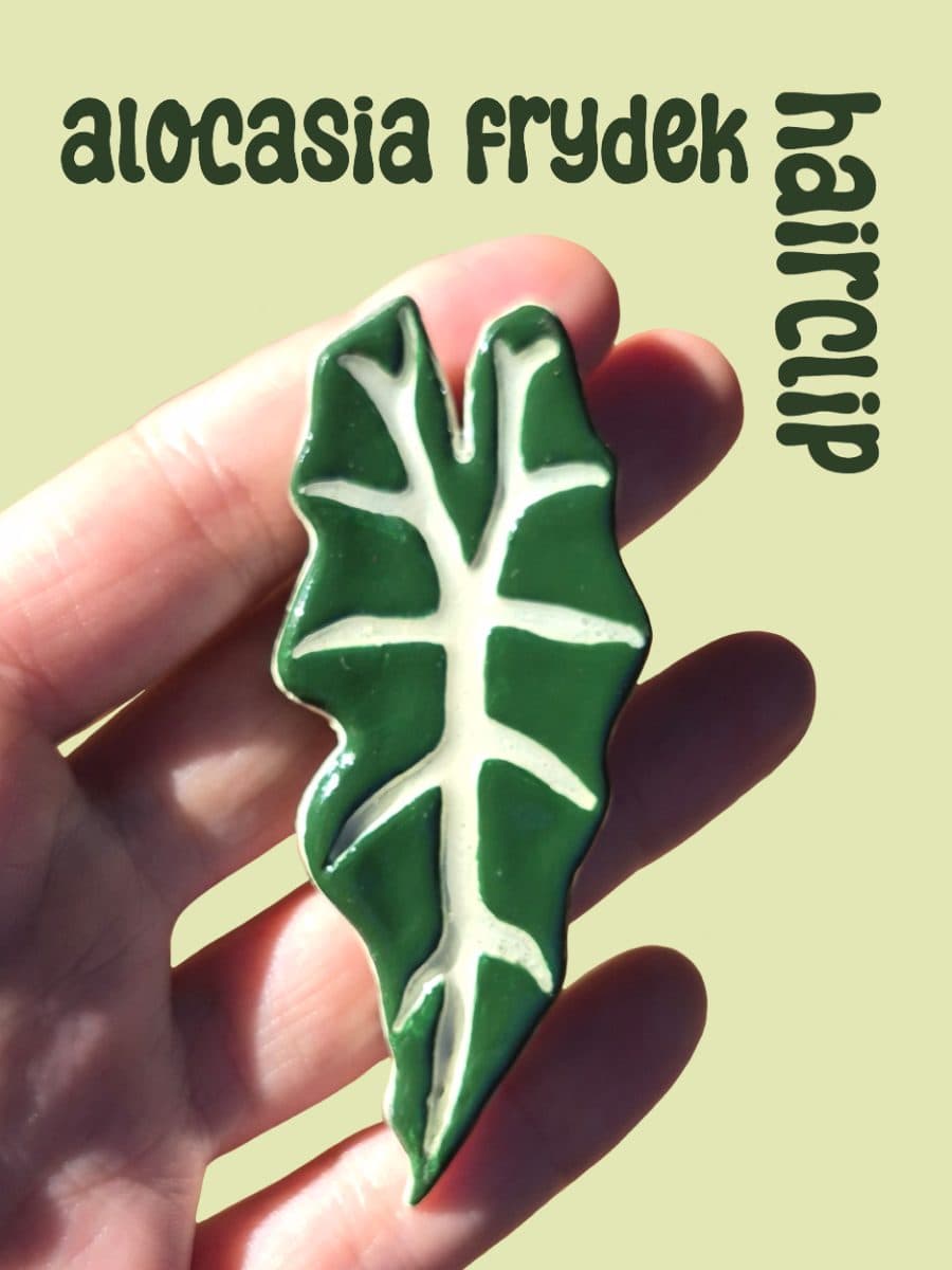 Alocasia Frydek Hairclip
